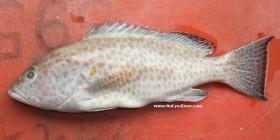 sebastes-rockfish-grouper (2)