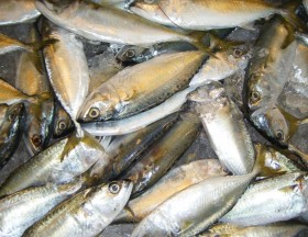 short-mackerel-1