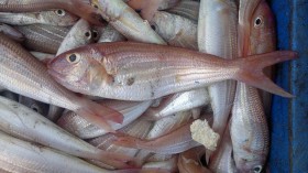 threadfin-bream