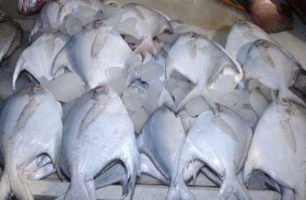 white pomfret