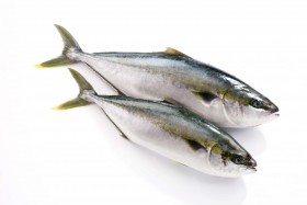 yellowtail-3