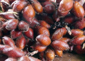 snakefruit-salak (3)