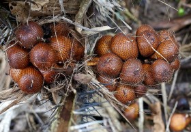 snakefruit-salak (5)