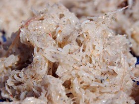 shrimp-paste-kapi (6)