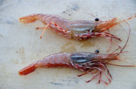 shrimps-1
