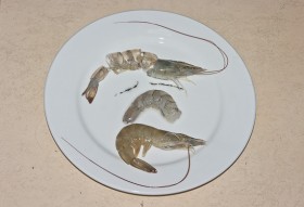 shrimps-1