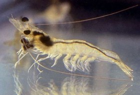 shrimps (3)