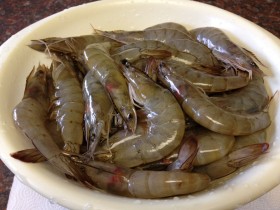 shrimps (4)