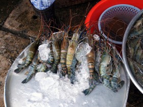 thai-shrimp-prawn (1)