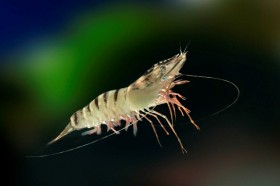 thai-shrimp-prawn (10)