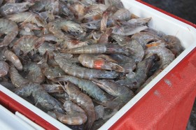 thai-shrimp-prawn (12)