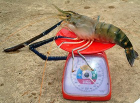 thai-shrimp-prawn (13)
