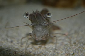 thai-shrimp-prawn (15)