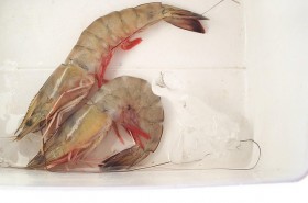 thai-shrimp-prawn (5)