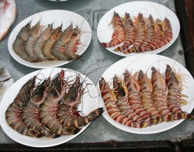 Tiger  Prawns.