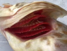 Fresh Gills