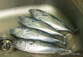 choosing-fish-1