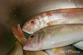 choosing-fish-1-3