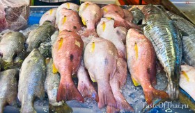 choosing-fish-1-6