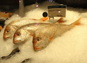 fish