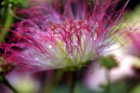 mimosa-flower