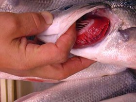 redgills