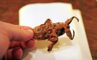 Про вкусных тайских водяных жуков 