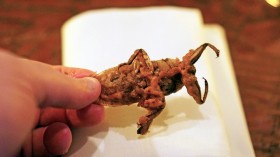thai-water-bug-1