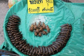 thai-water-bug