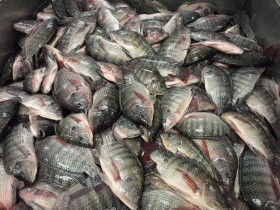 tilapia (1)
