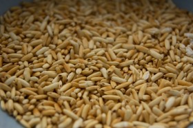 toasted-rice-powder (1)