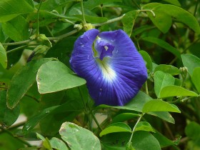 thai-blue-tea (2)