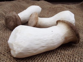 eringi-king-oyster