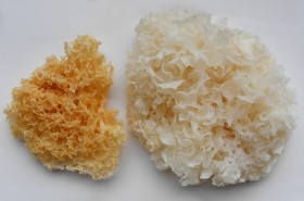 white-mushroom