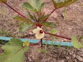 okra-bamiya (1)