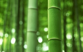 green_bamboo_shoots-1680x1050