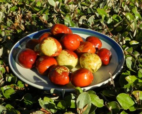 JUJUBE-ZIZIPHUS (1)