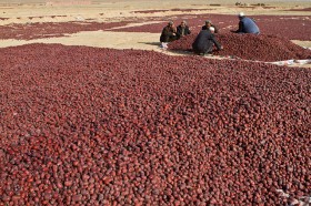 JUJUBE-ZIZIPHUS (5)