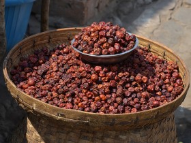JUJUBE-ZIZIPHUS (6)