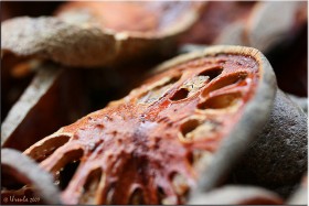 bael-fruit (4)