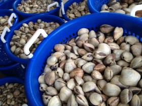 thai-clams (1)