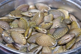 thai clams