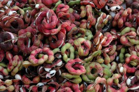 Manila Tamarind