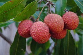 lichi (4)