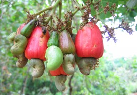 keshju-polza-gde-rastet (1)