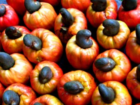 keshju-polza-gde-rastet
