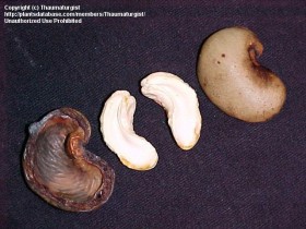keshju-polza-gde-rastet (4)