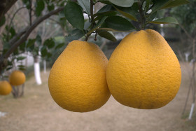 kak-rastet-pomelo (2)