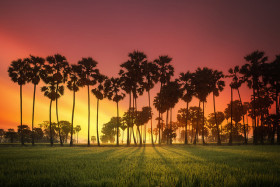 plod-saharnoy-palmy-toddy-palm-fruit (13)
