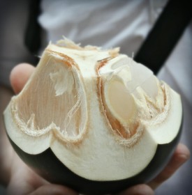 plod-saharnoy-palmy-toddy-palm-fruit (2)